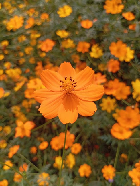 Orange flowers representing growth and support